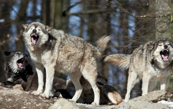 İmişlidə canavarlar kəndə hücum ediblər