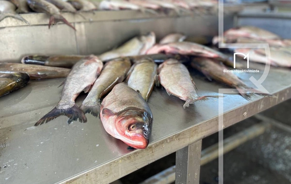 Ət əvəzinə hamı balıq alır - Bazarda SON QİYMƏTLƏR