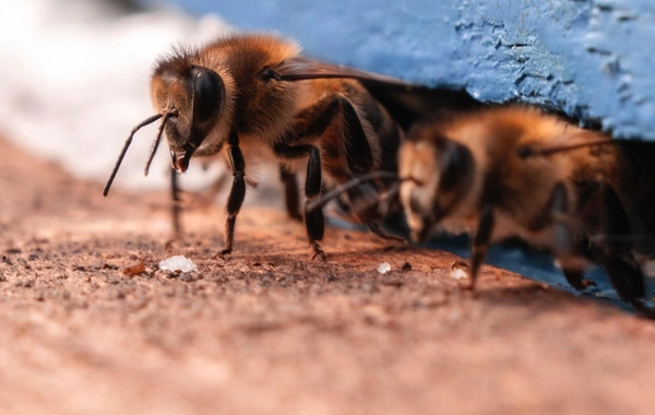 Leyla Əliyeva Qəbələdə "Gənc arıçı" layihəsinin iştirakçısı ilə görüşüb Leyla Əliyeva Qəbələdə "Gənc arıçı" layihəsinin iştirakçısı ilə görüşüb