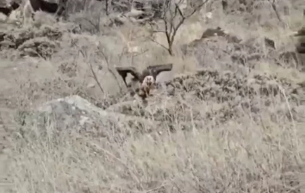 Хищная птица бородач замечена в Лачыне