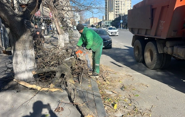 В Баку сильный ветер повалил 8 деревьев