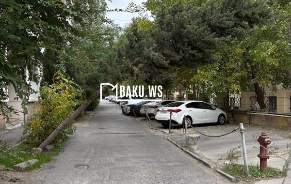 Bakının mərkəzində 6 aydır təhlükə saçan AĞAC: - Rəy verilib, tədbir görən yoxdur
