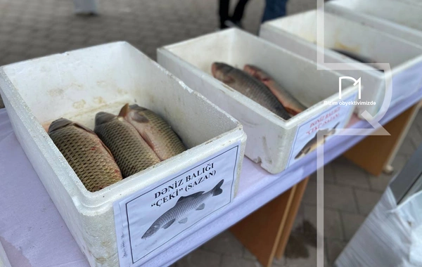 Neftçalada rayonunda "I Balıq" Festivalı keçirilib