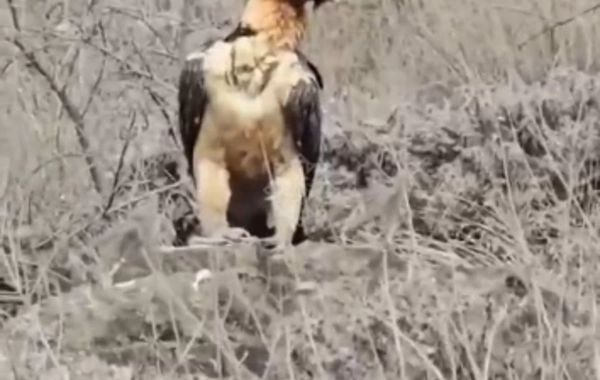 Хищная птица бородач замечена в Лачыне