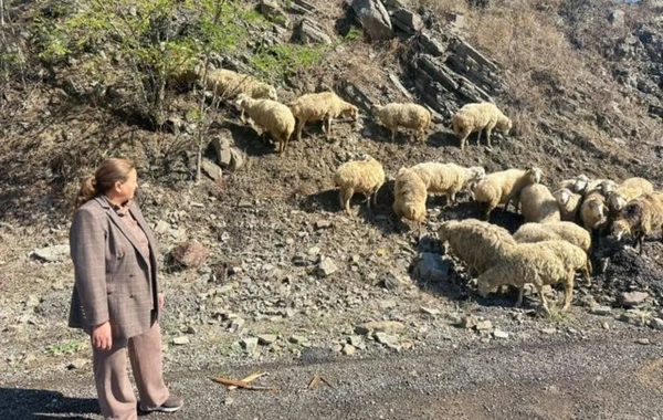 6 rayonda məskunlaşan sakinlər qoyunçuluq təsərrüfatı qurublar