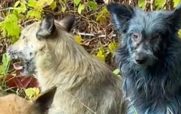 Çernobılda mavi it görünüb