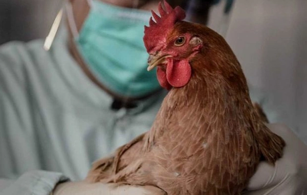 Azərbaycanda quş qripi və Nyukasl xəstəliyinə yoluxma halı aşkarlanmayıb