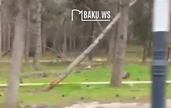 Biləcəridə ACINACAQLI HAL - Ağacları kütləvi məhv edən kimlərdir?