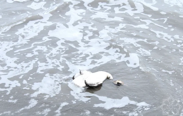 На побережье Каспия в Хачмазе погибли тысячи поганок