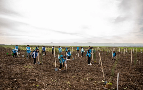 İDEA Sabirabad və Cəlilabad rayonlarında kütləvi ağacəkmə aksiyaları təşkil edib