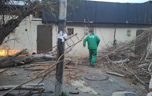 Güclü külək Bakıda 37 ağacı sındırıb