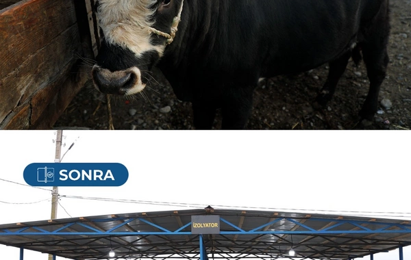 Bərdə heyvan satışı bazarı yenidən fəaliyyətə başlayıb