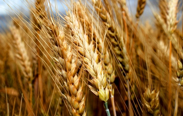 Rusiyadan buğda alan ölkələrin sayı 50-dən 30-a düşüb