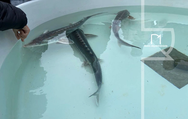 Neftçalada rayonunda "I Balıq" Festivalı keçirilib