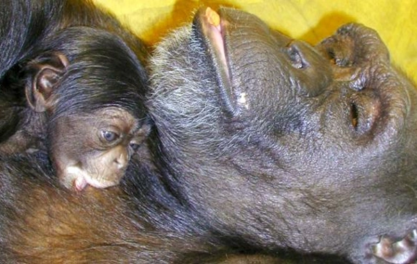 Çin heroqliflərini və ingilis əlifbasını oxuya bilən dahi şimpanze Ai 49 yaşında öldü