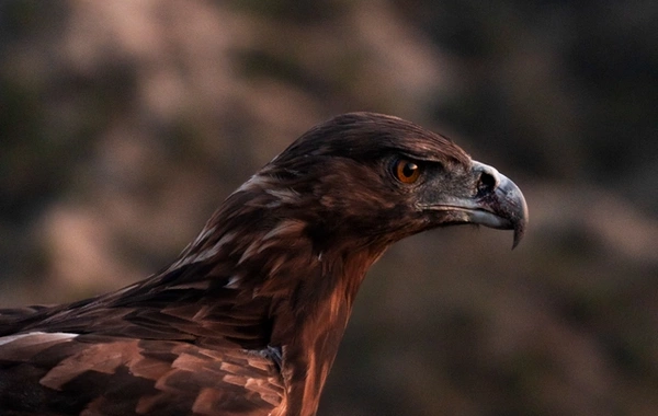 Leyla Əliyeva və Arzu Əliyeva Qaxda Axar-Baxar Milli Parkının açılış mərasimində iştirak ediblər Leyla Əliyeva və Arzu Əliyeva Qaxda Axar-Baxar Milli Parkının açılış mərasimində iştirak ediblər