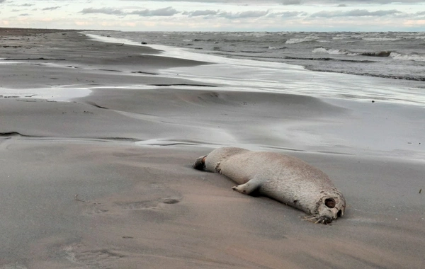 На берегу Каспия обнаружены 320 мертвых тюленей