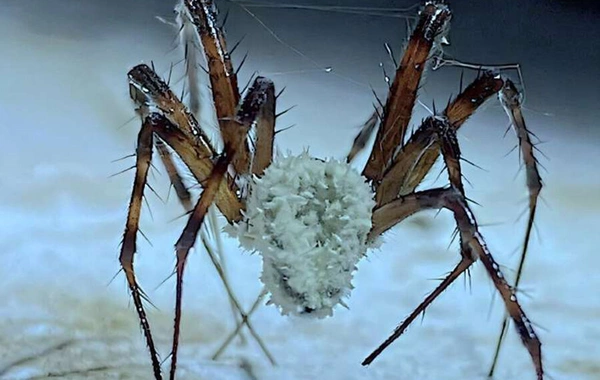 In the USA, they warned about a dangerous fungus threatening the world