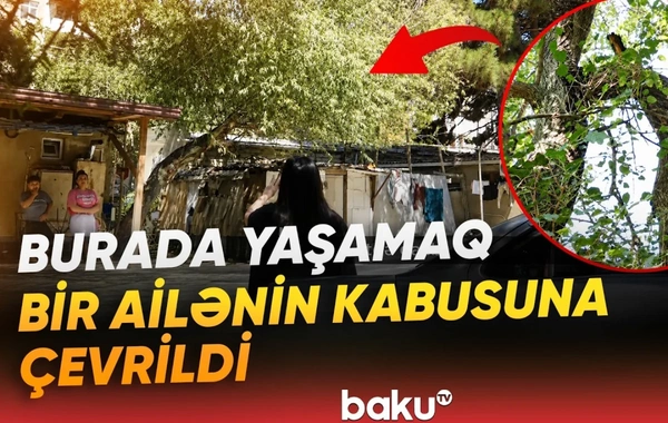 Sabunçuda evin damına ağac aşıb: Dörduşaqlı ailə təhlükə ilə üzləşib