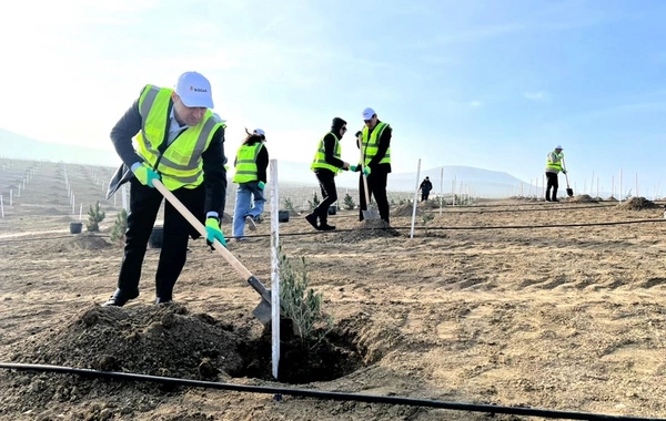 "SOCAR Midstream" ağacəkmə aksiyası keçirib