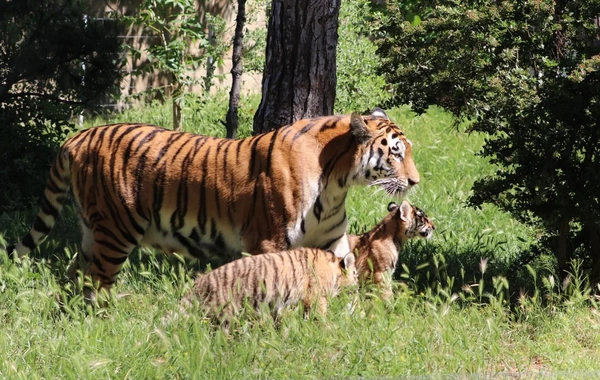 Bakı Zooloji Parkında Amur pələngi balaları dünyaya gəlib