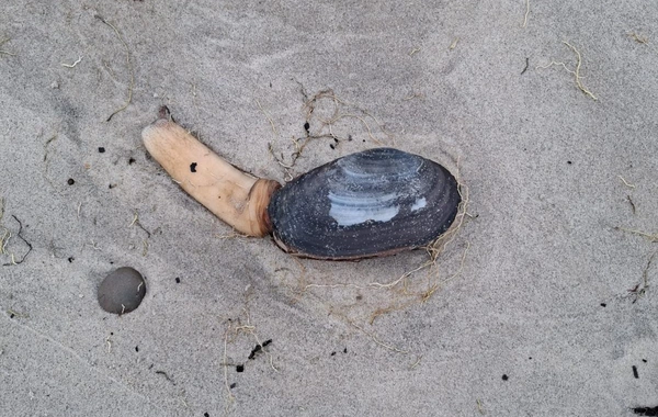 Britaniyada sahilə çoxsaylı qorxunc canlılar çıxıb