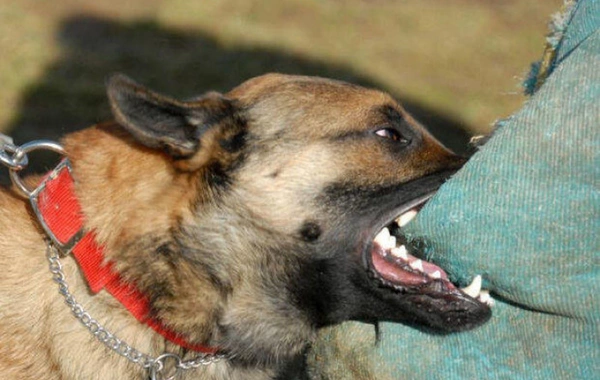 Ötən il Azərbaycanda 50 minə yaxın şəxsi heyvan dişləyib