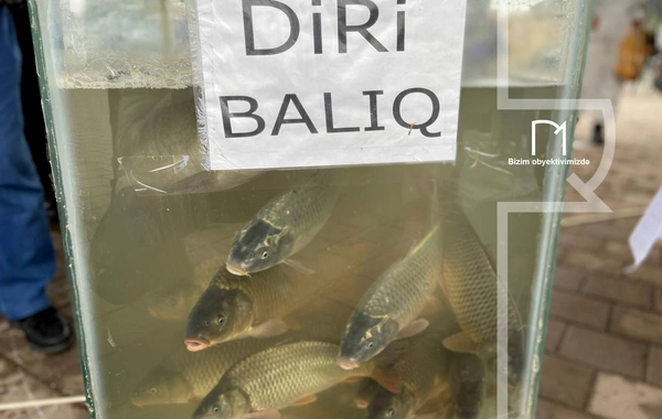 Neftçalada rayonunda "I Balıq" Festivalı keçirilib