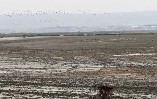 Azərbaycanın ən böyük göllərindən biri QURUYUR: Ekoloqlar həyəcan təbili çalırlar