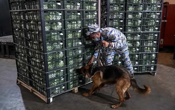 Kahı yükünün içərisindən 22 kiloqramdan çox marixuana aşkarlanıb