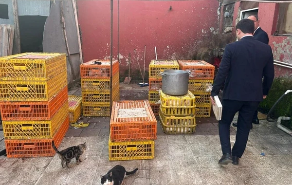 Masallıda qanunsuz fəaliyyət göstərən toyuq kəsimi sexi aşkarlandı