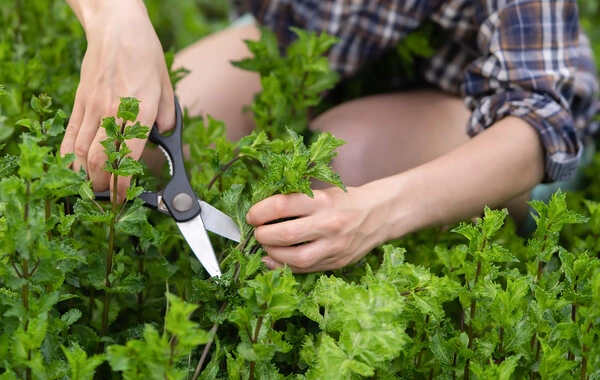 Named plant capable of suppressing inflammation in the brain