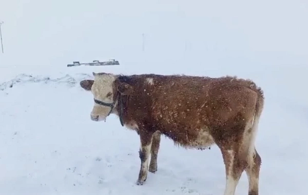 Apreldə Türkiyəyə yağan qarın hündürlüyü hamını təəccübləndirdi