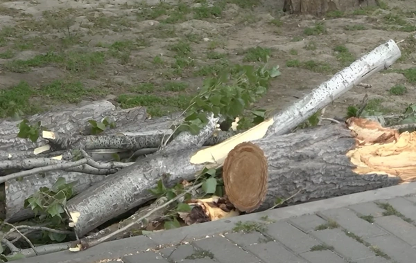 Qaraçuxurda ağac yola aşdı: Hərəkət məhdudlaşdı