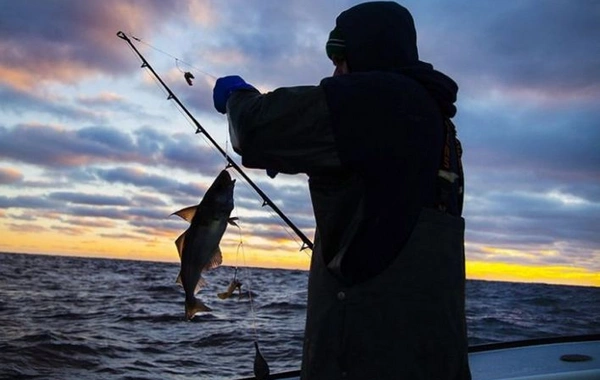 Azərbaycanda Balıqçılıq haqqında yeni qanun qəbul olunacaq