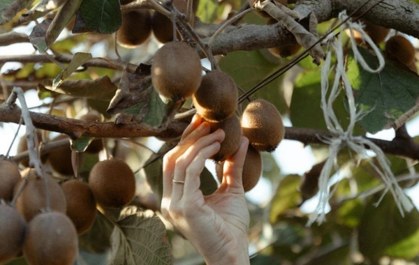 Leyla Əliyeva, Arzu Əliyeva və Alena Əliyeva Lənkəranda fermer təsərrüfatı ilə tanış olublar