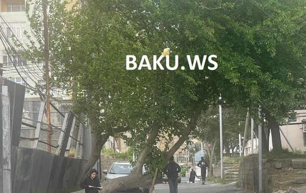 Bakıda insanları narazı salan ağac - Niyə maraqlanan yoxdur?