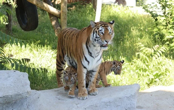 Bakı Zooloji Parkında Amur pələngi balaları dünyaya gəlib