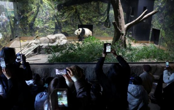 Yaponiyada pandalara görə minlərlə insan zooparka axışdı