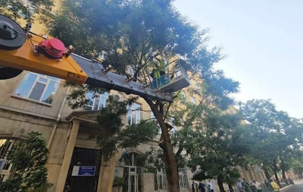 Güclü külək Bakıda onlarla ağacı aşırdı, budaqları sındırdı