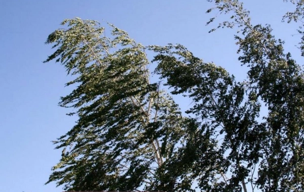 Küləkli hava şəraiti ilə bağlı sarı xəbərdarlıq verilib