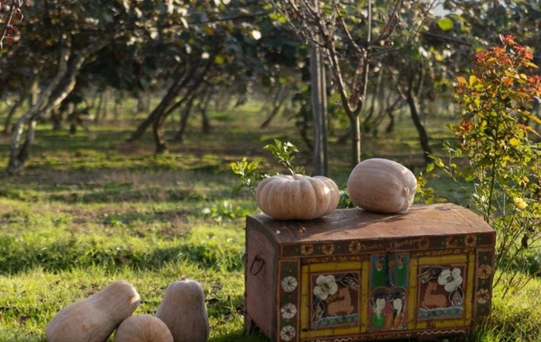 Leyla Əliyeva, Arzu Əliyeva və Alena Əliyeva Lənkəranda fermer təsərrüfatı ilə tanış olublar