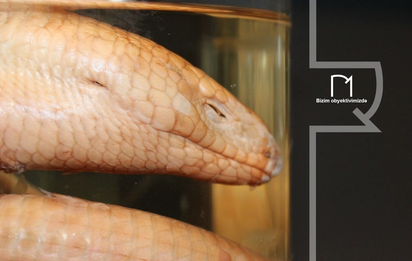 Palçıq Vulkanları Turizm Kompleksi – Azərbaycanın təbiət möcüzələrinə açılan yeni qapı