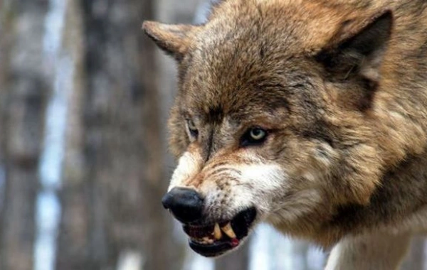 Yırtıcılar təsərrüfatda böyük fəsadlara səbəb olurlar