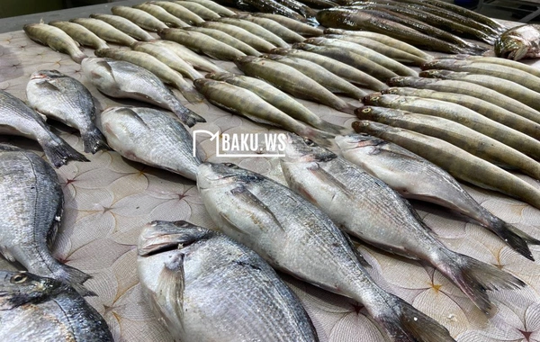 Bakıda balıq yarmarkası fəaliyyətə başladı
