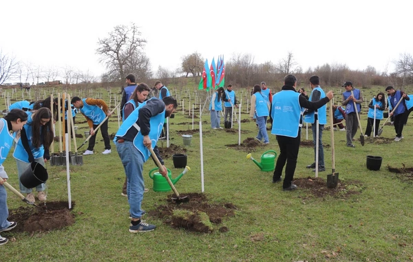 IDEA Gədəbəydə kütləvi ağacəkmə aksiyası təşkil edib