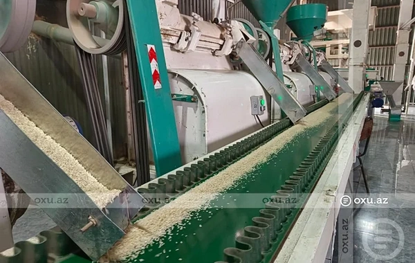 Ucarın çəltik emalı müəssisəsi qısa müddətdə 300 tondan çox məhsul qəbul edib