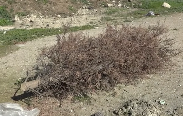 Yeni Suraxanıda tikintiyə görə ağaclar kəsilib? - VİDEO