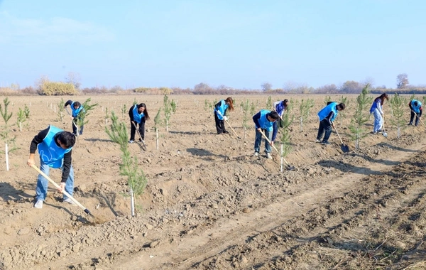 IDEA Bərdə və Beyləqanda kütləvi ağacəkmə aksiyaları təşkil edib