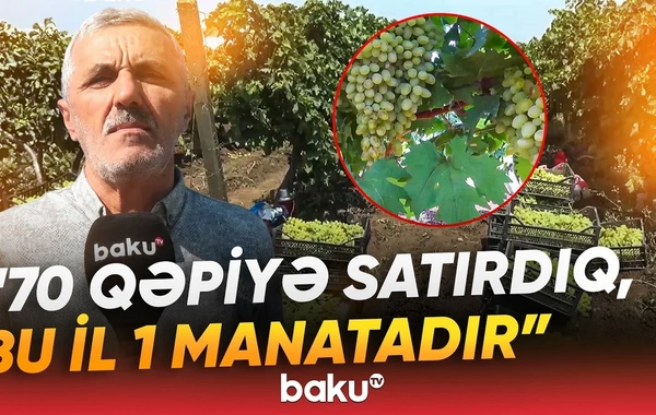 7-8 dəfə dərman vurduq, amma təsiri olmadı - Fermerləri çarəsiz qoyan problem nədir?